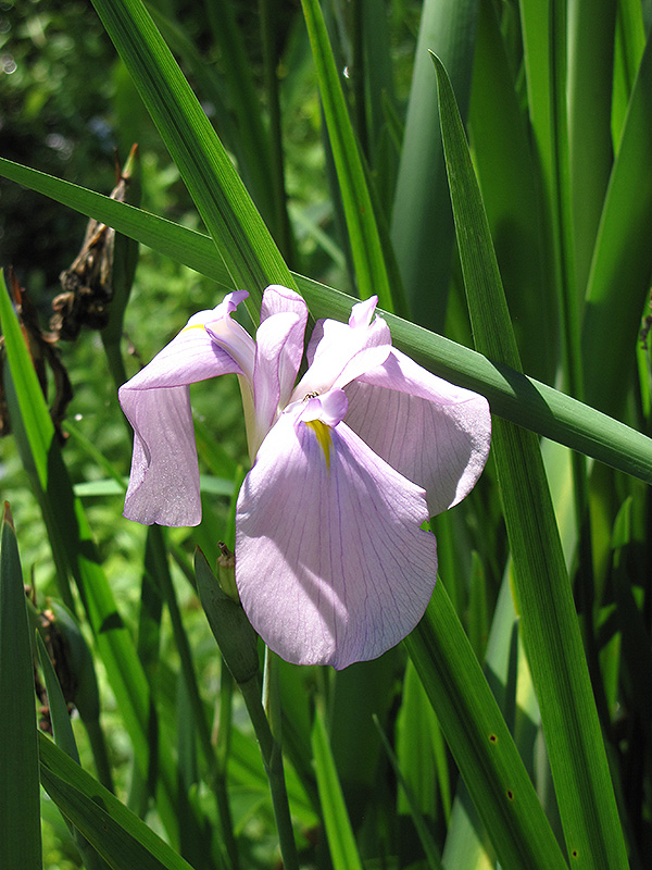 Darling Japanese Flag Iris (Iris ensata 'Darling') at Plants Unlimited