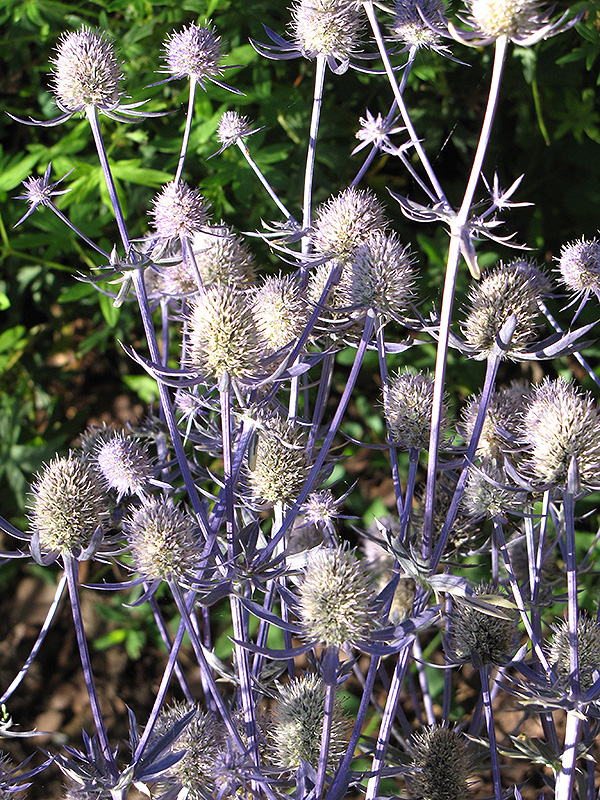 Jade Frost Variegated Sea Holly (Eryngium planum 'Jade Frost') at Plants Unlimited