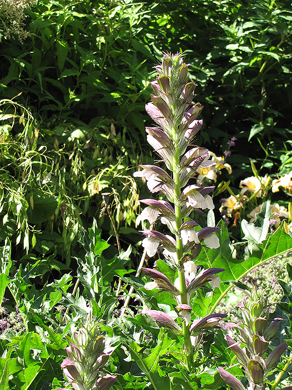 Bear's Breeches (Acanthus spinosus) at Plants Unlimited
