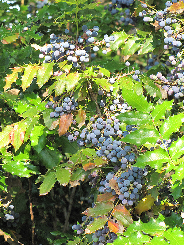 Oregon Grape (Mahonia aquifolium) at Plants Unlimited