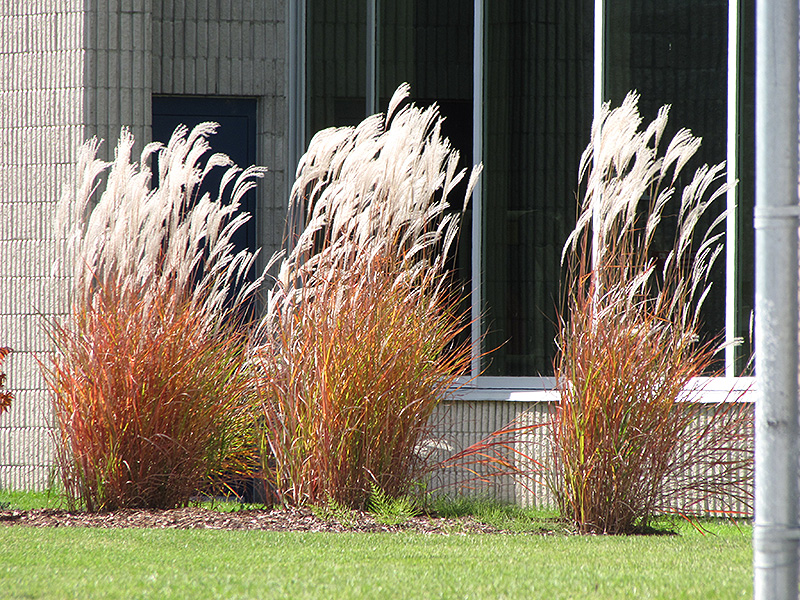 Flame Grass (Miscanthus sinensis 'Purpurascens') at Plants Unlimited