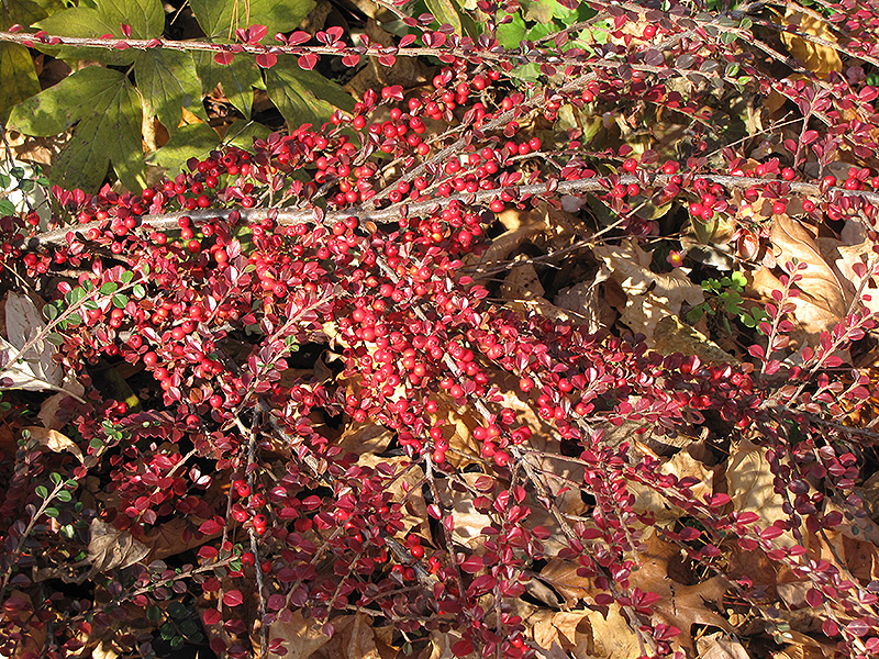 Ground Cotoneaster (Cotoneaster horizontalis) at Plants Unlimited