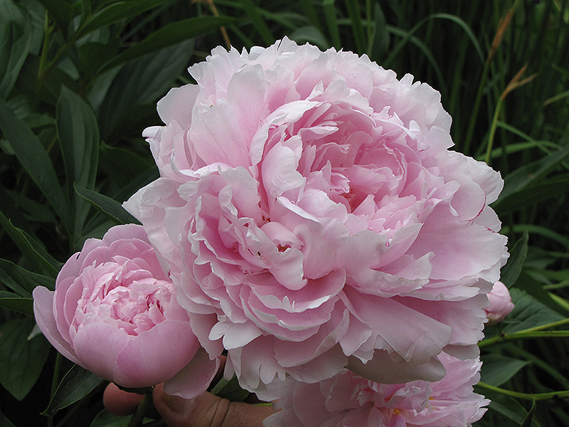 Double Pink Peony (Paeonia 'Double Pink') at Plants Unlimited