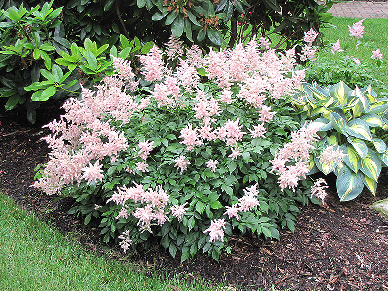 Peach Blossom Astilbe (Astilbe x rosea 'Peach Blossom') at Plants Unlimited