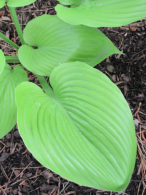 Sum and Substance Hosta (Hosta 'Sum and Substance') at Plants Unlimited