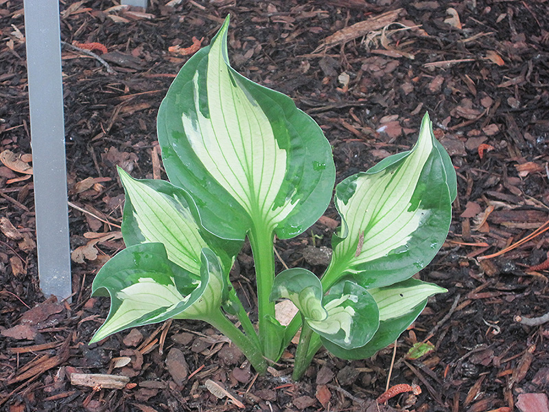Whirlwind Hosta (Hosta 'Whirlwind') at Plants Unlimited