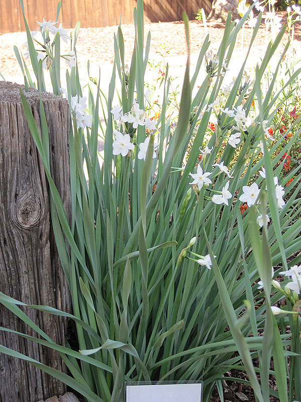 Paperwhites (Narcissus papyraceus) at Plants Unlimited