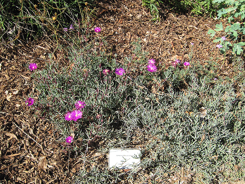 Trailing Iceplant (Lampranthus spectabilis) at Plants Unlimited