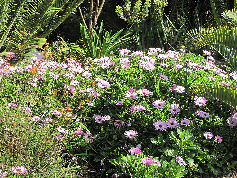 Soprano Light Purple African Daisy (Osteospermum 'Soprano Light Purple') at Plants Unlimited