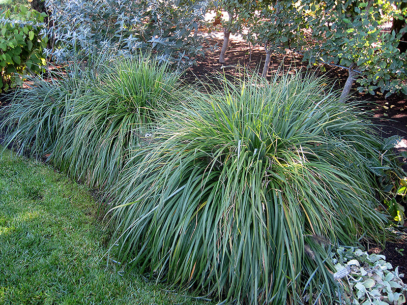 Moudry Fountain Grass (Pennisetum alopecuroides 'Moudry') at Plants Unlimited