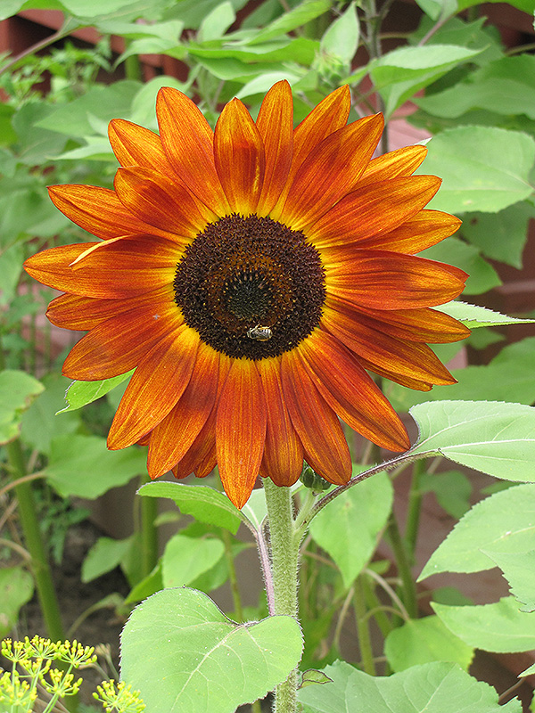 Red Sun Annual Sunflower (Helianthus annuus 'Red Sun') at Plants Unlimited