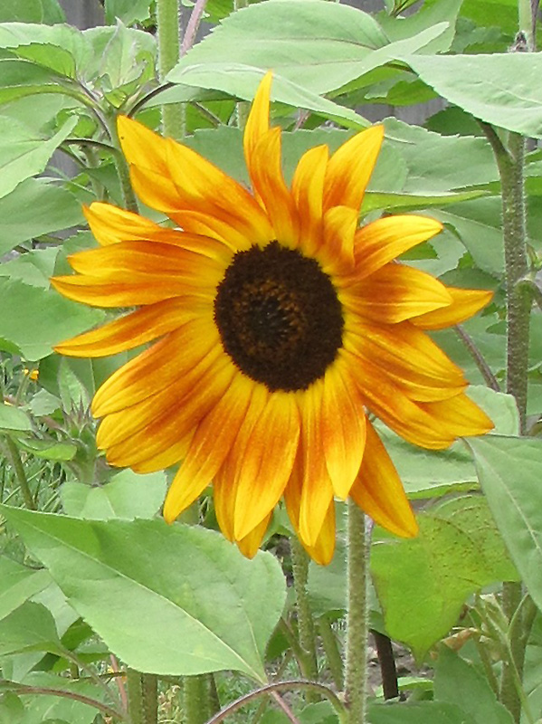 Evening Sun Annual Sunflower (Helianthus annuus 'Evening Sun') at Plants Unlimited