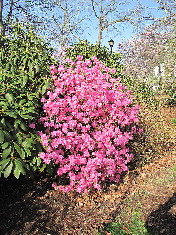 Landmark Rhododendron (Rhododendron 'Landmark') at Plants Unlimited