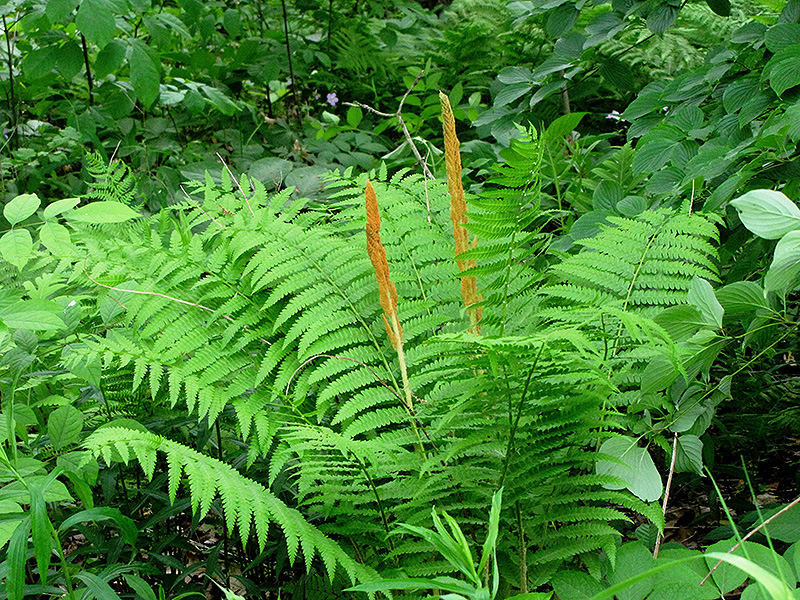 Cinnamon Fern (Osmunda cinnamomea) at Plants Unlimited