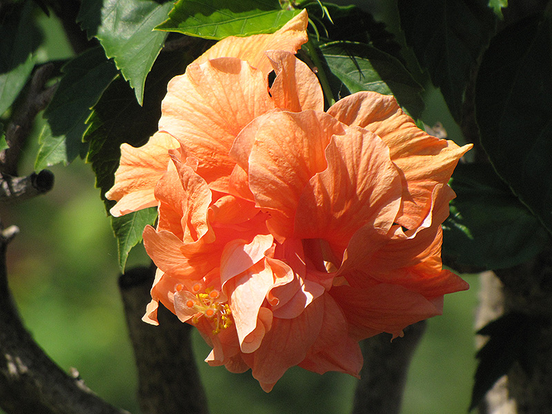 Double Orange Hibiscus (Hibiscus rosa-sinensis 'Double Orange') at Plants Unlimited