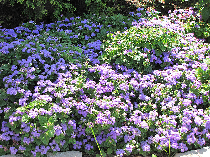 Blue Horizon Flossflower (Ageratum 'Blue Horizon') at Plants Unlimited