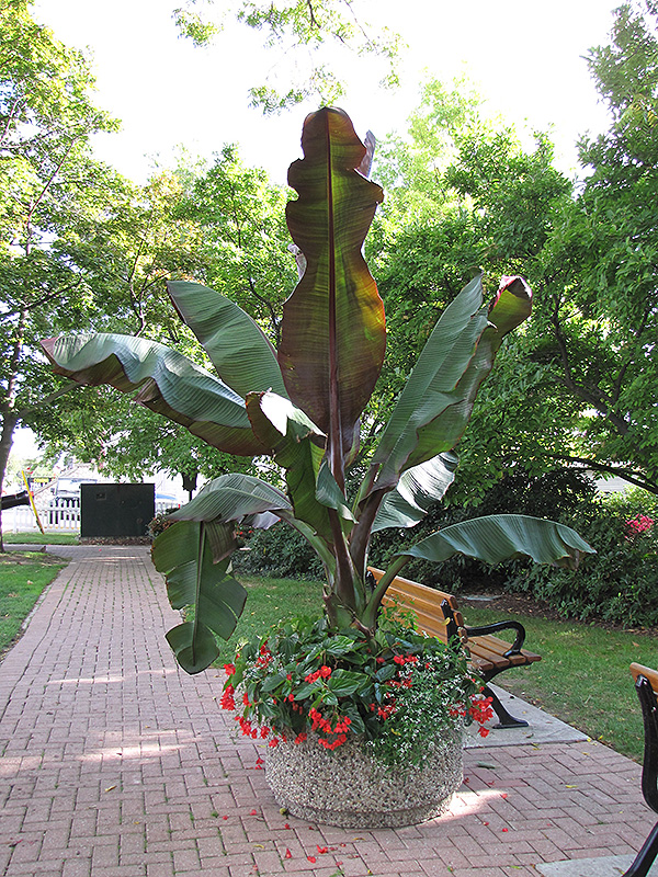 Red Banana (Ensete ventricosum 'Maurelii') at Plants Unlimited