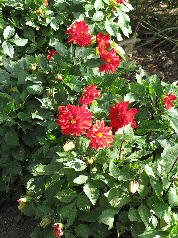 Figaro Red Shades Dahlia (Dahlia 'Figaro Red Shades') at Plants Unlimited