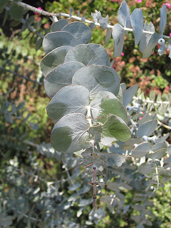 Baby Blue Silver-leaved Mountain Gum (Eucalyptus pulverulenta 'Baby Blue') at Plants Unlimited