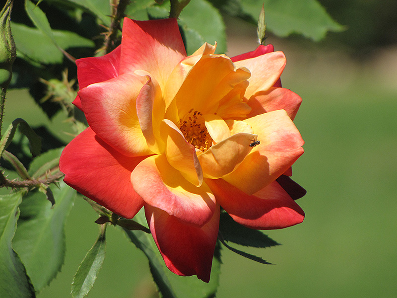 Joseph's Coat Rose (Rosa 'Joseph's Coat') at Plants Unlimited
