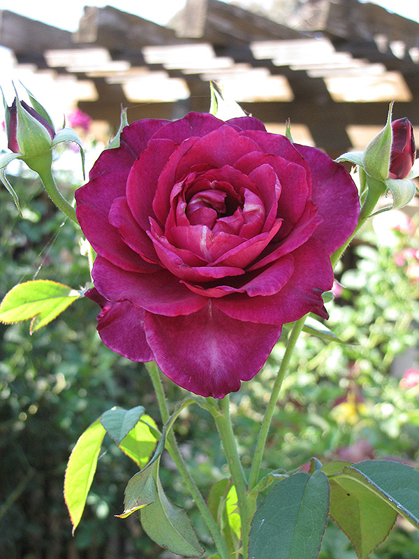 Intrigue Rose (Rosa 'Intrigue') at Plants Unlimited