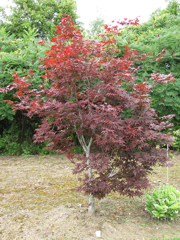 Red Emperor Japanese Maple (Acer palmatum 'Red Emperor') at Plants Unlimited