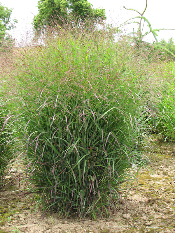 Prairie Sky Switch Grass (Panicum virgatum 'Prairie Sky') at Plants Unlimited