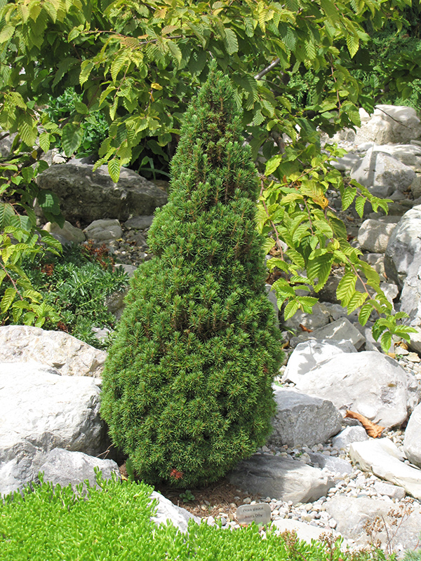 Jean's Dilly Spruce (Picea glauca 'Jean's Dilly') at Plants Unlimited