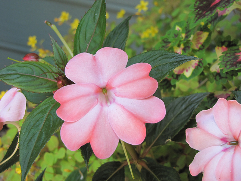 SunPatiens Compact Blush Pink New Guinea Impatiens (Impatiens 'SakimP013') at Plants Unlimited