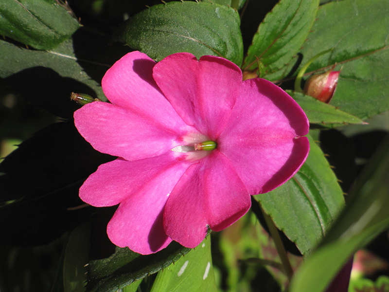 Infinity Blushing Lilac New Guinea Impatiens (Impatiens hawkeri 'Visinfblla') at Plants Unlimited