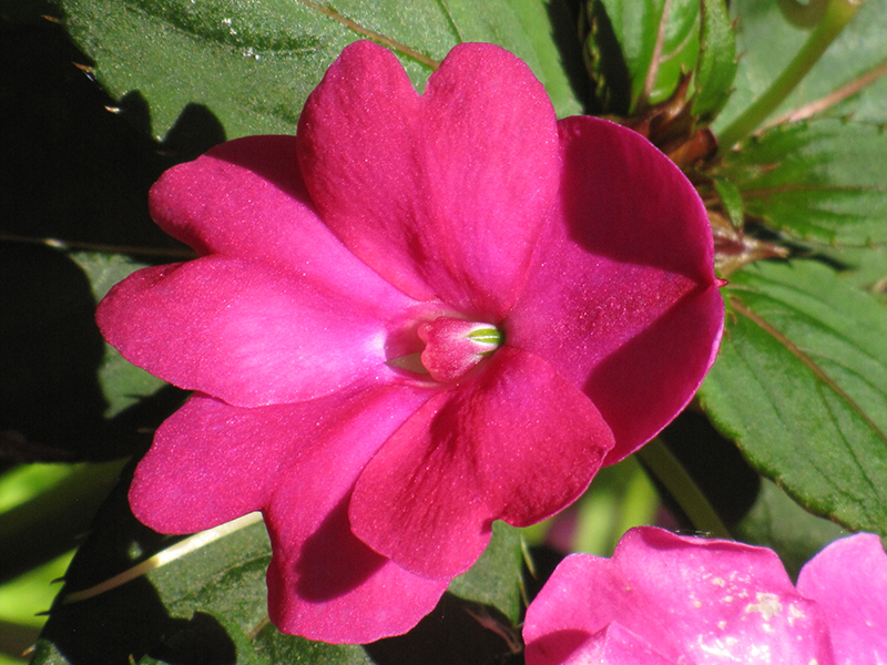 Infinity Dark Pink New Guinea Impatiens (Impatiens hawkeri 'Infinity Dark Pink') at Plants Unlimited