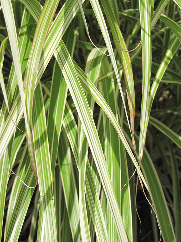 Morning Light Maiden Grass (Miscanthus sinensis 'Morning Light') at Plants Unlimited