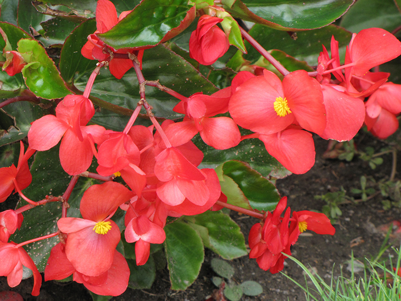 Dragon Wing Red Begonia (Begonia 'Dragon Wing Red') at Plants Unlimited