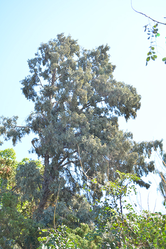 Hollywood Juniper (Juniperus chinensis 'Torulosa') at Plants Unlimited