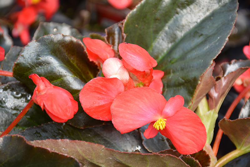 Whopper Red Bronze Leaf Begonia (Begonia 'Whopper Red Bronze Leaf') at Plants Unlimited