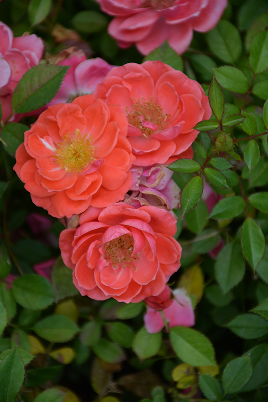 Oso Easy Mango Salsa Rose (Rosa 'ChewperAdventure') at Plants Unlimited