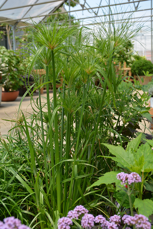 Papyrus (Cyperus papyrus) at Plants Unlimited