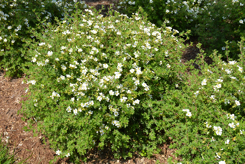 Happy Face White Potentilla (Potentilla fruticosa 'White Lady') at Plants Unlimited