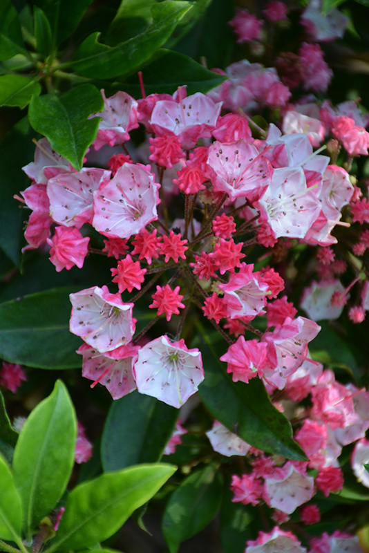 Ostbo Red Mountain Laurel (Kalmia latifolia 'Ostbo Red') at Plants Unlimited