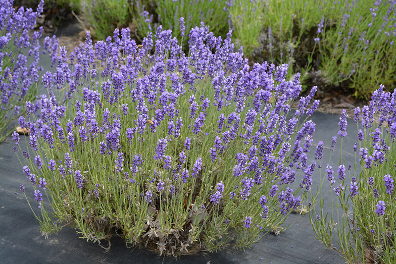 Hidcote Lavender (Lavandula angustifolia 'Hidcote') at Plants Unlimited