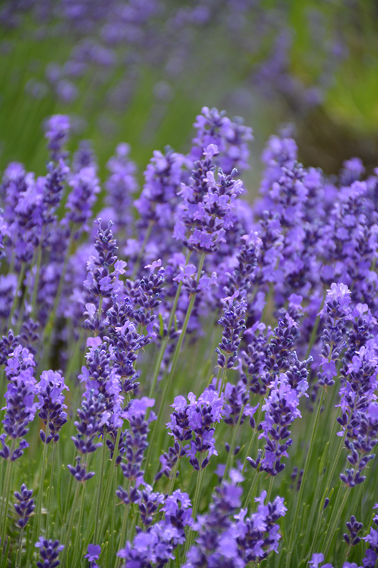 Hidcote Lavender (Lavandula angustifolia 'Hidcote') at Plants Unlimited