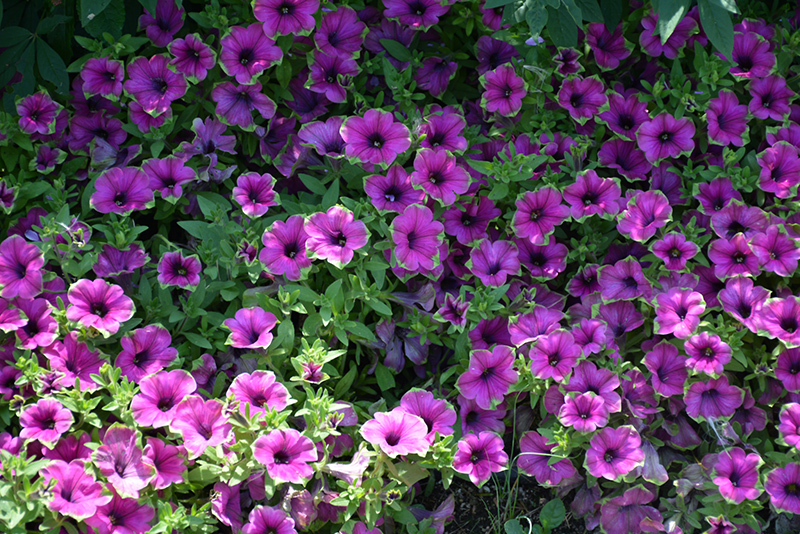 Supertunia Picasso In Purple Petunia (Petunia 'Supertunia Picasso In Purple') at Plants Unlimited