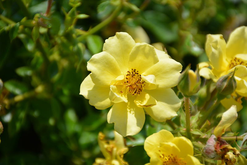 Oso Easy Lemon Zest Rose (Rosa 'Chewhocan') at Plants Unlimited