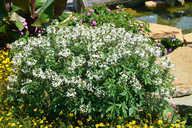 Senorita Blanca Spiderflower (Cleome 'INCLESBIMP') at Plants Unlimited