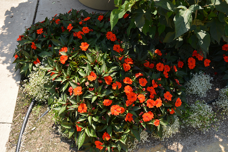 SunPatiens Compact Orange New Guinea Impatiens (Impatiens 'SunPatiens Compact Orange') at Plants Unlimited