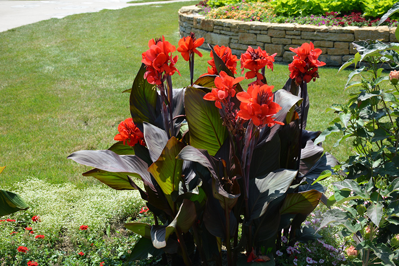 Toucan Scarlet Canna (Canna 'Toucan Scarlet') at Plants Unlimited