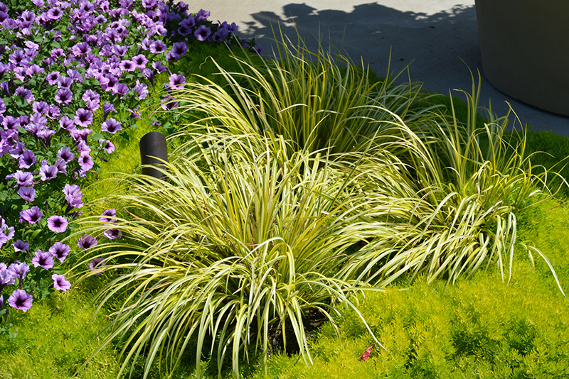 Grassy-Leaved Sweet Flag (Acorus gramineus 'Ogon') at Plants Unlimited