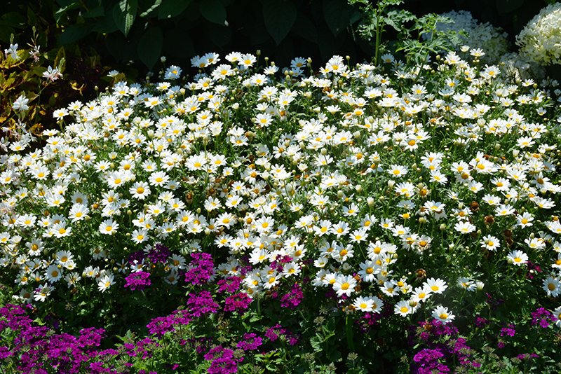 Pure White Butterfly Marguerite Daisy (Argyranthemum frutescens 'G14420') at Plants Unlimited