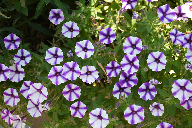 Supertunia Violet Star Charm Petunia (Petunia 'Supertunia Violet Star Charm') at Plants Unlimited