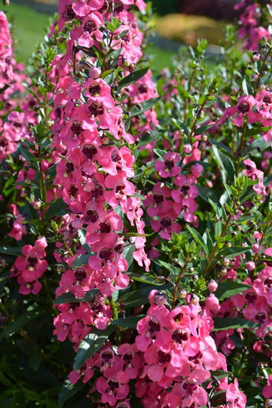 Angelface Perfectly Pink Angelonia (Angelonia angustifolia 'Balang15434') at Plants Unlimited